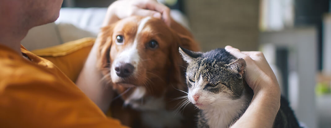 UAE pet safety guide: How to calm anxious dogs and cats during emergencies